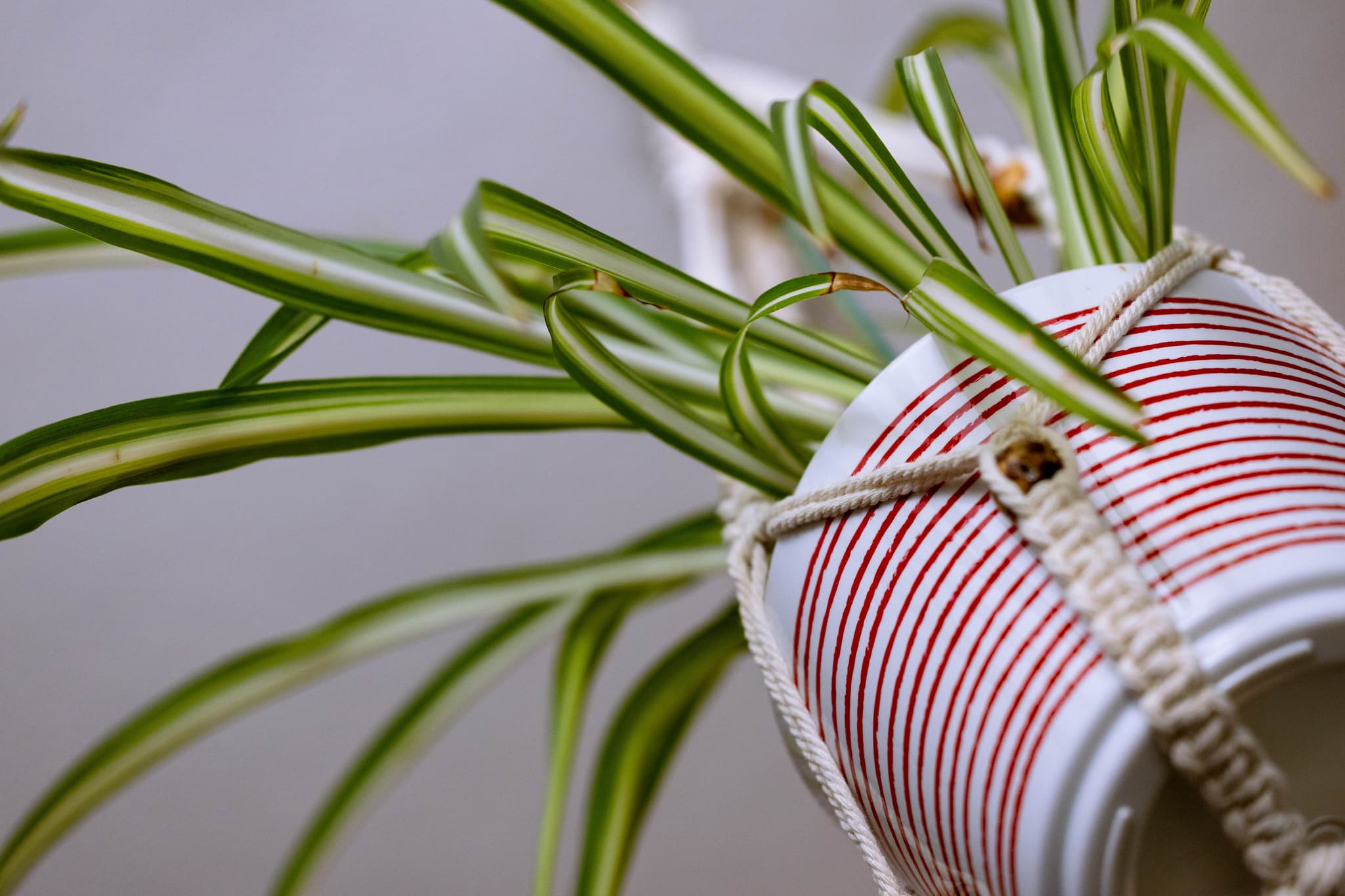 White hanging pot with red stripes.